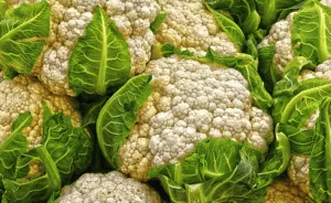 Scopri di più sull'articolo Coltivare il Cavolfiore