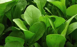 Scopri di più sull'articolo Coltivare la Rucola