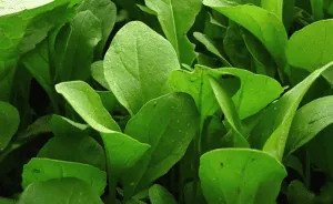 Scopri di più sull'articolo Coltivare la Rucola