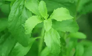 Scopri di più sull'articolo Coltivare la Stevia