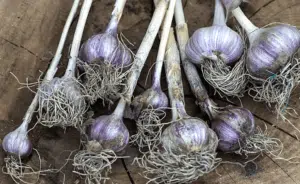 Scopri di più sull'articolo Coltivare l’Aglio